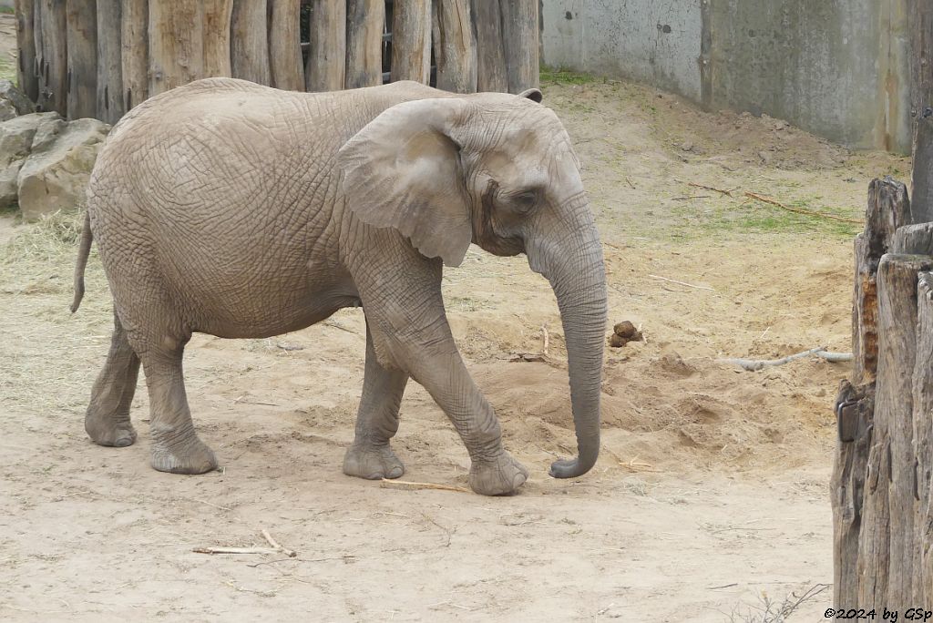 Elefanten Zoo Halle: PORI