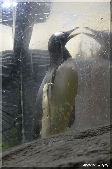 Eselspinguin