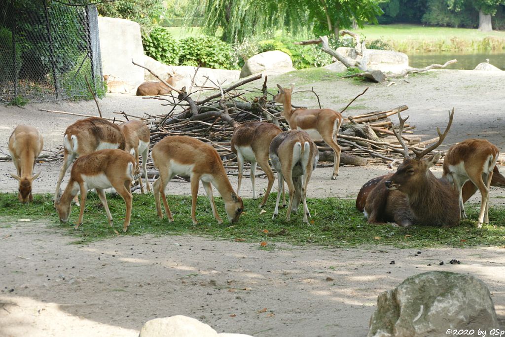 Hirschziegenantilope (Sasin), Vietnam-Sikahirsch