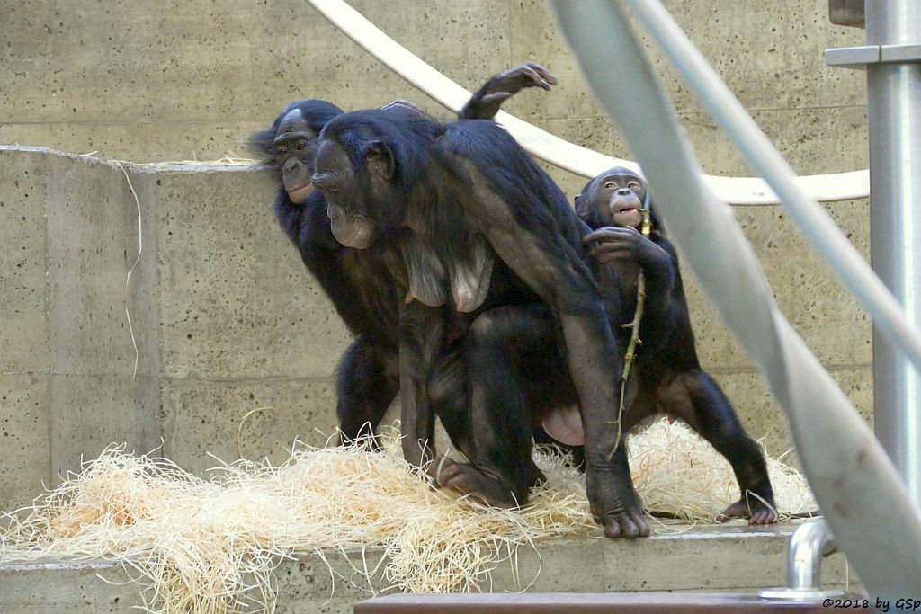 Bonobo (Zwergschimpanse)