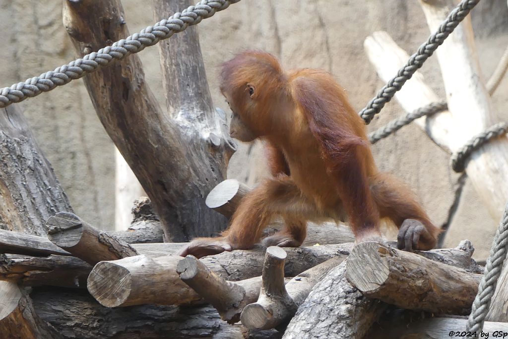 Sumatra-Orang-Utan