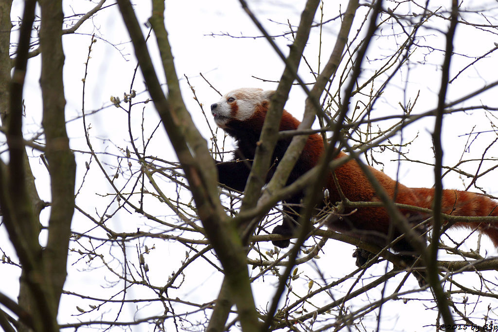 Kleiner Panda