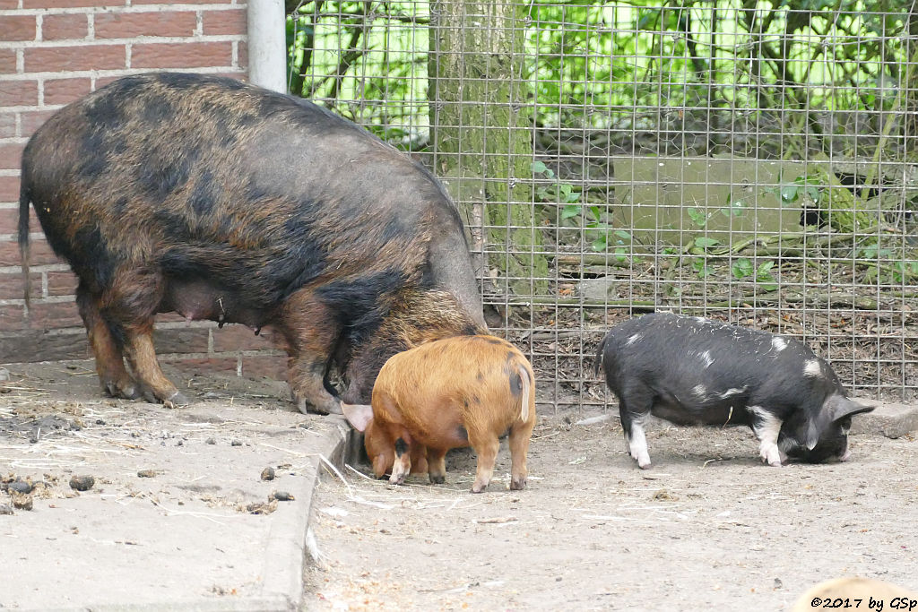 Kune-Kune-Schwein (Maori-Native)