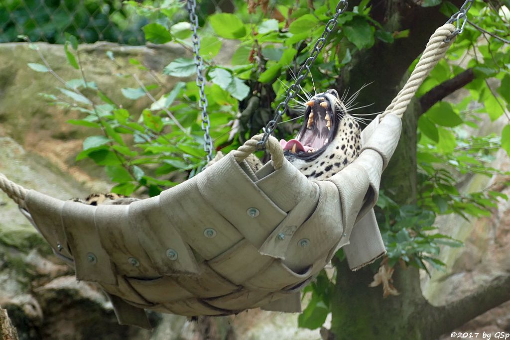 Nordpersischer Leopard (Afghanischer Leopard)