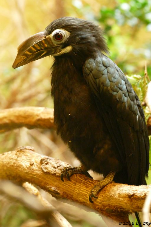 Visayas-Tariktikhornvogel