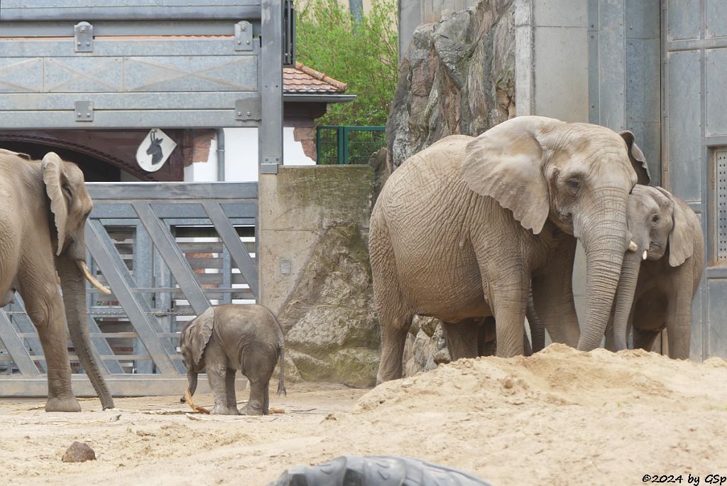 Elefanten Zoo Halle: TANA, SIMON, PORI, TAMIKA