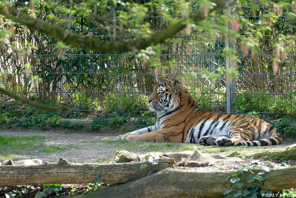 Amurtiger (Sibirischer Tiger, Mandschu-Tiger) SERGAN
