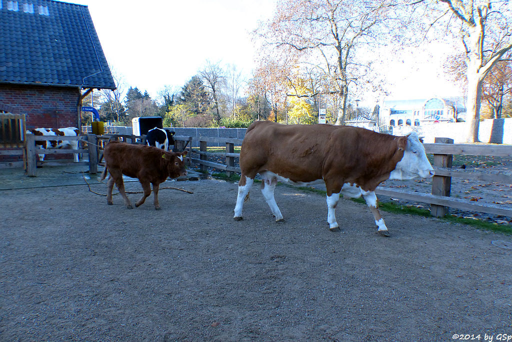 Schwarzbuntes Niederungsrind