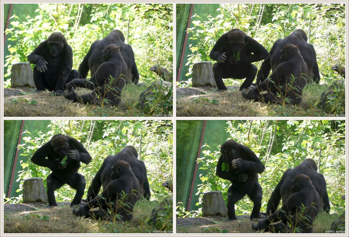 Westlicher Flachlandgorilla