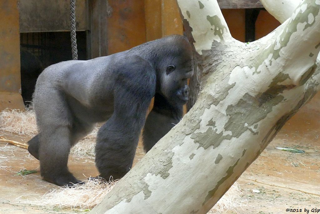 Flachlandgorilla