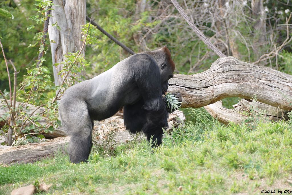 Flachlandgorilla ABEEKU