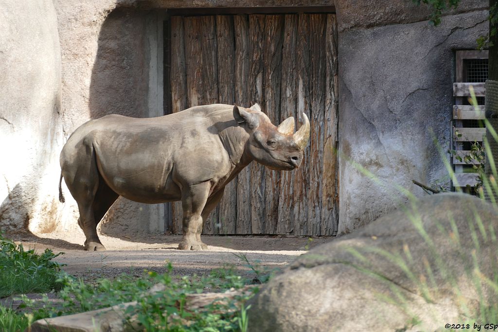 Spitzmaulnashorn (Spitzlippennashorn, Doppelnashorn)