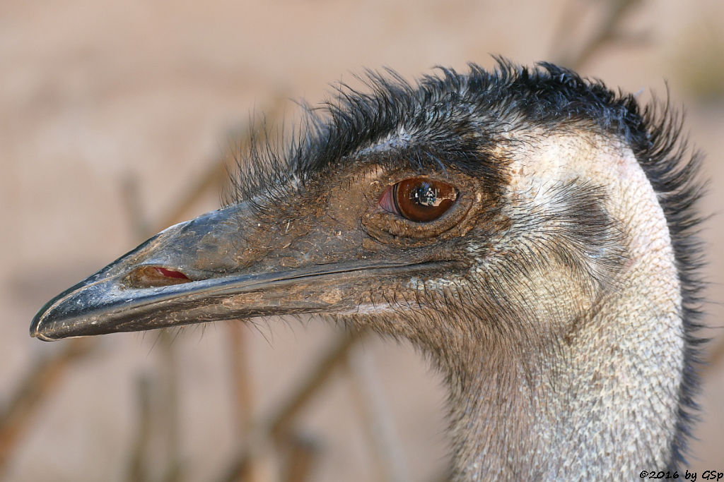 Emu