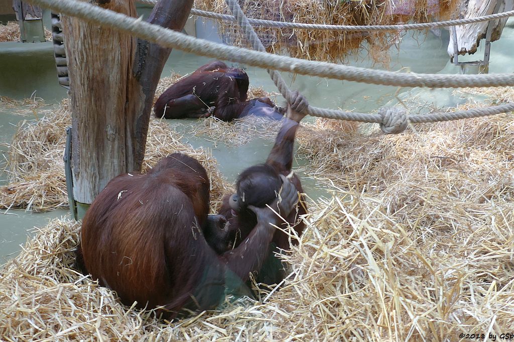 Borneo-Orang-Utan