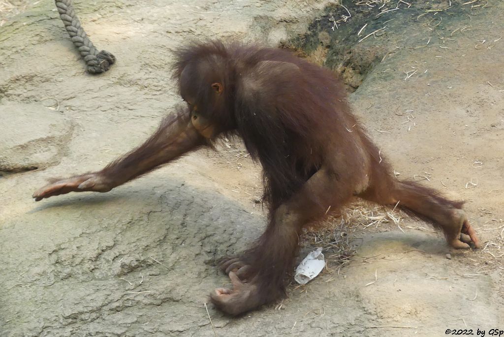 Borneo-Orang-Utan