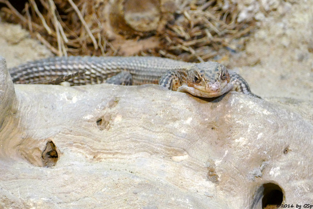 Braune Schildechse (Sudan-Schildechse)