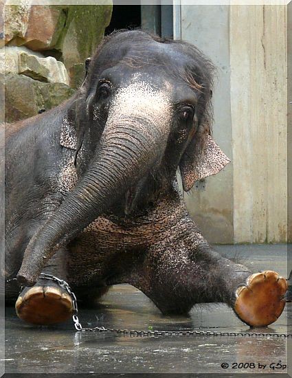 Asiatischer Elefant SCHÖPFI