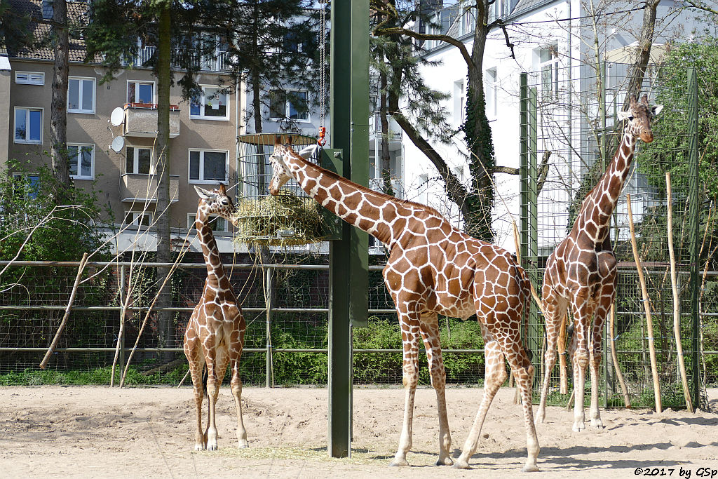 Netzgiraffe