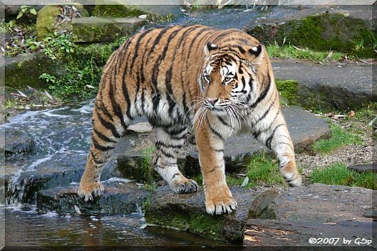 Amurtiger