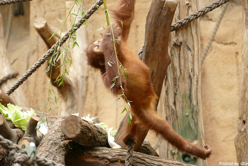 Sumatra-Orang-Utan