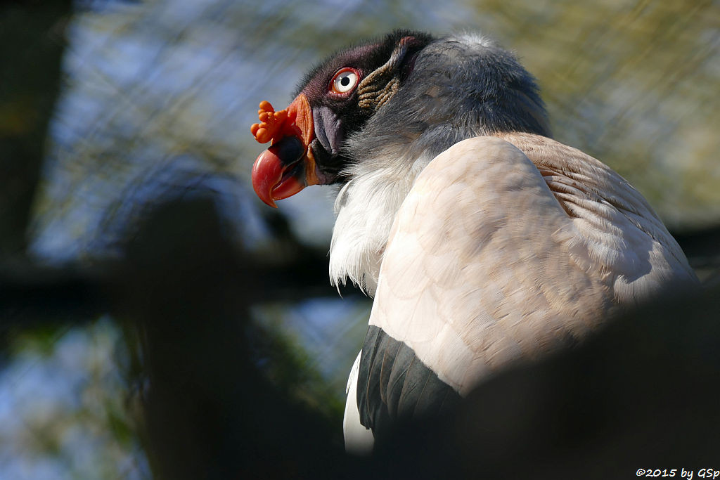 Königsgeier