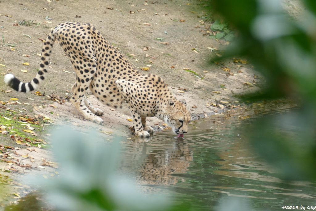 Südafrikanischer Gepard