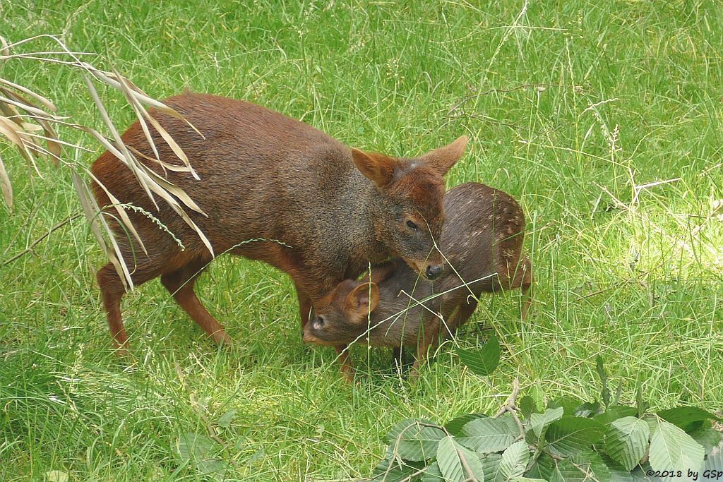 Südlicher Pudu (Südpudu), Jungtier geb. am 9.5.18 (10 Wochen)