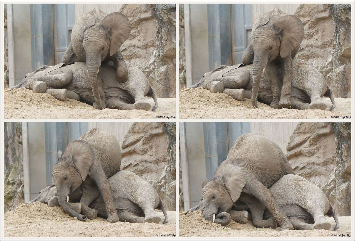 Elefanten Zoo Halle: TAMIKA, ELANI