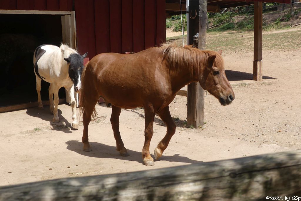 Islandpony (Islandpferd, Isländer) KILIAN und KÁRI