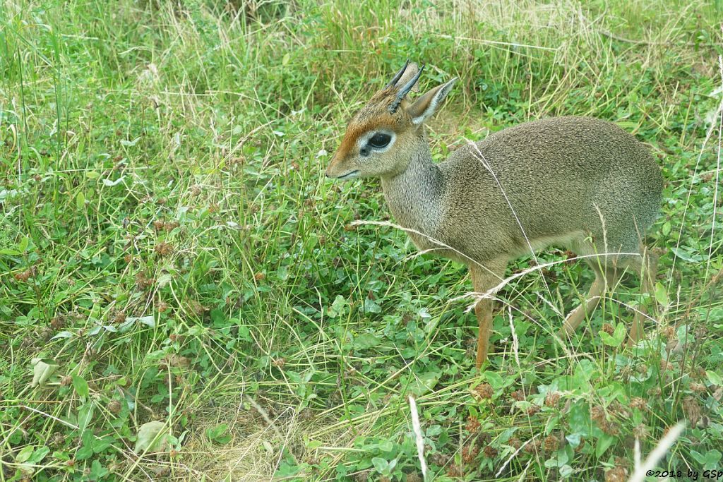 Kirk-Dikdik (Kirk-Rüsseldikdik, Kirks Zwergrüsseldikdik)