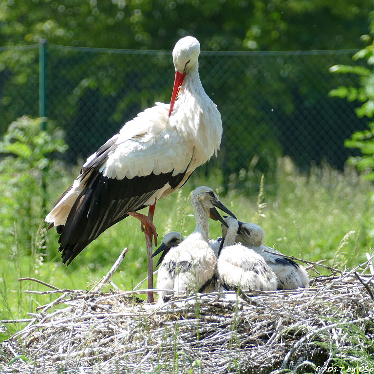 Weißstorch