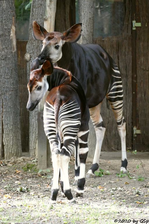 Okapi ZAWADI mit Sohn THABO, geb. 19.1.10