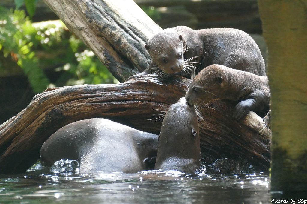 Riesenotter, 3 Jungtiere geb. 20.5.20