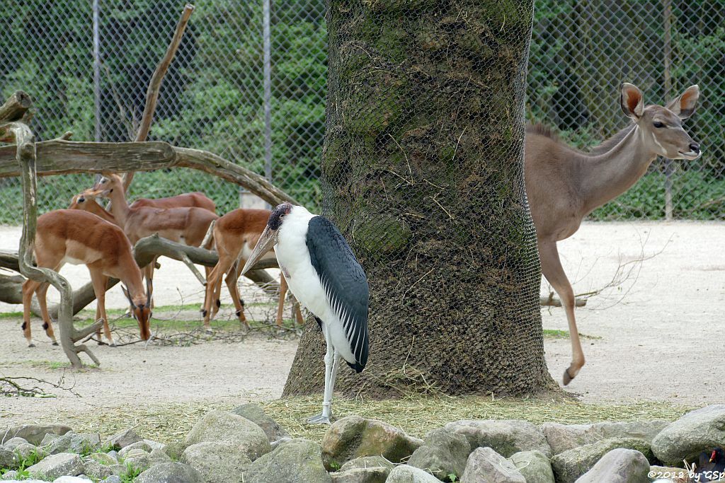 Gewöhnliche Impala (Schwarzfersenantilope, Afrikanischer Marabu, Großer Kudu