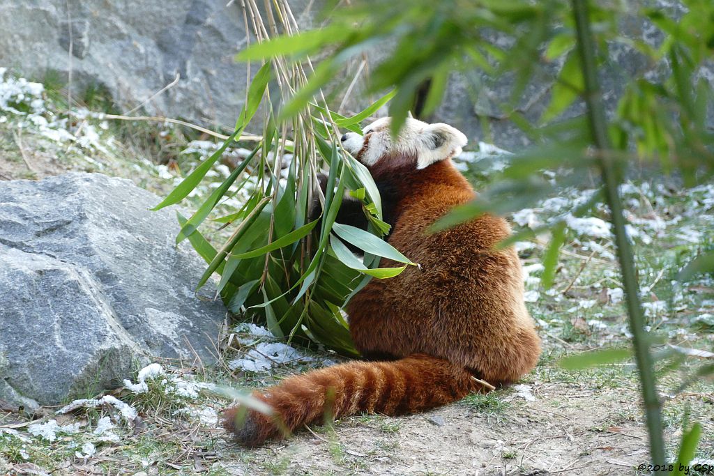 Westlicher Kleiner Panda (Westlicher Katzenbär, Nepalesischer Roter Panda)