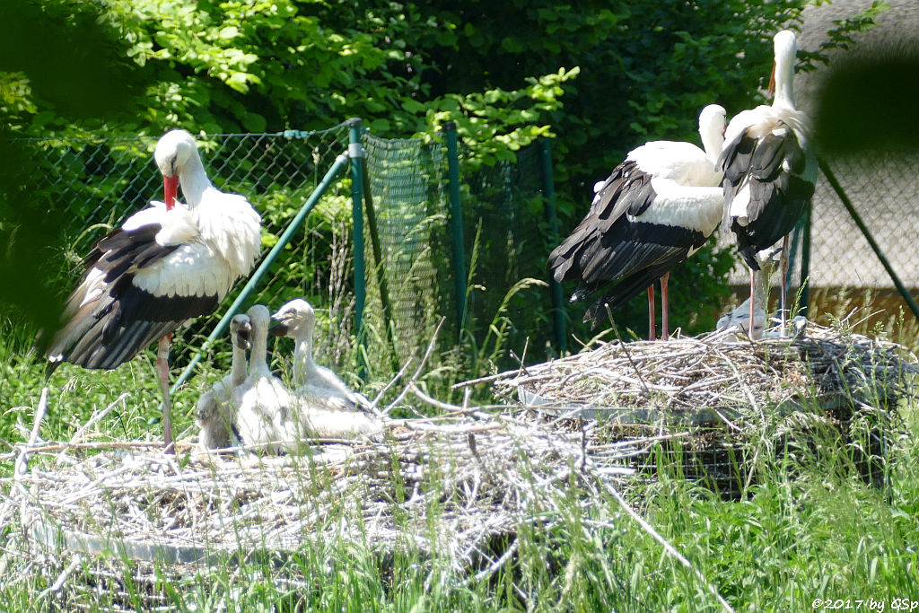 Weißstorch