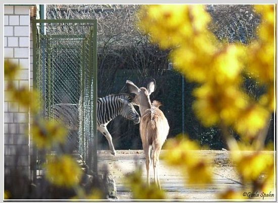 Damara-Zebra und Großer Kudu