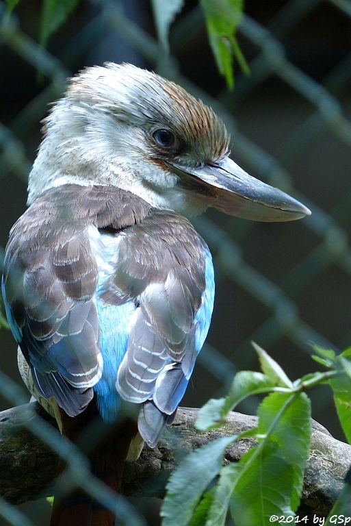 Haubenliest (Blauflügel-Kookaburra)