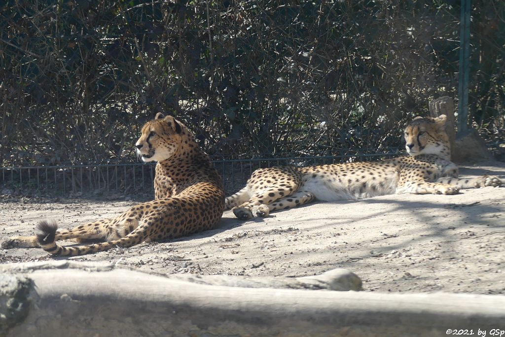 Südafrikanischer Gepard