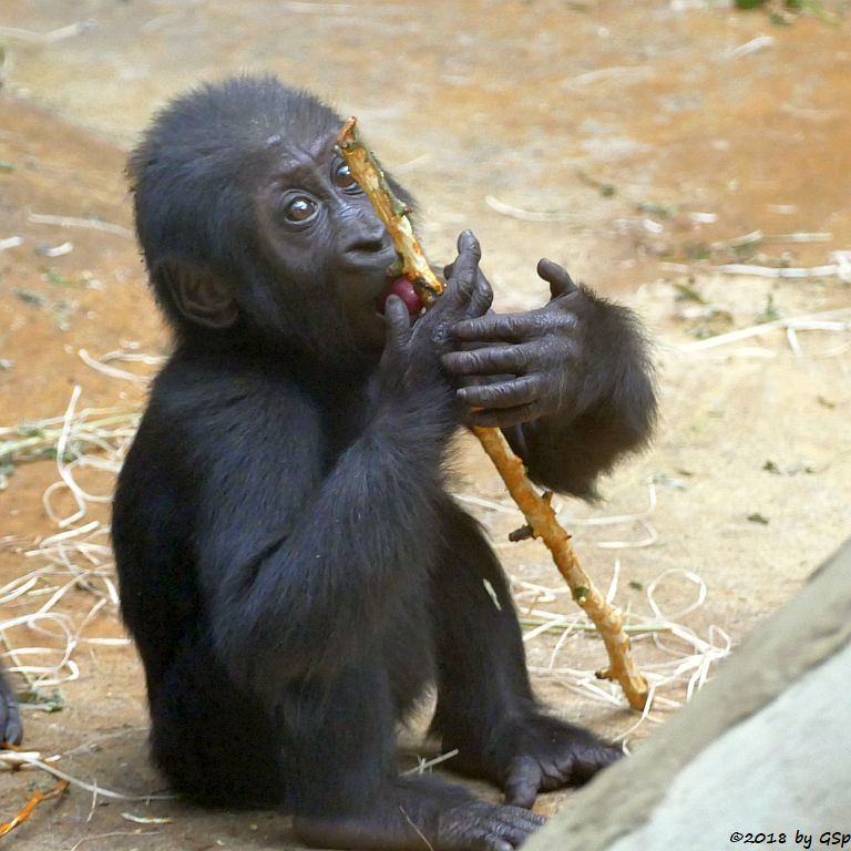 Flachlandgorilla