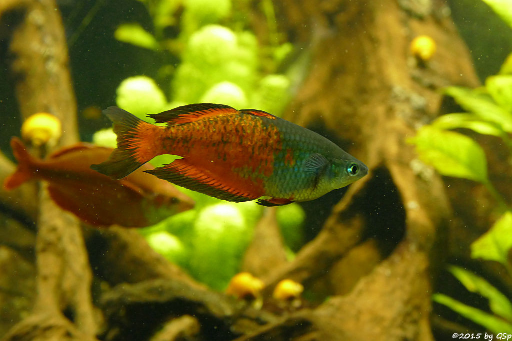 Parkinsons Regenbogenfisch