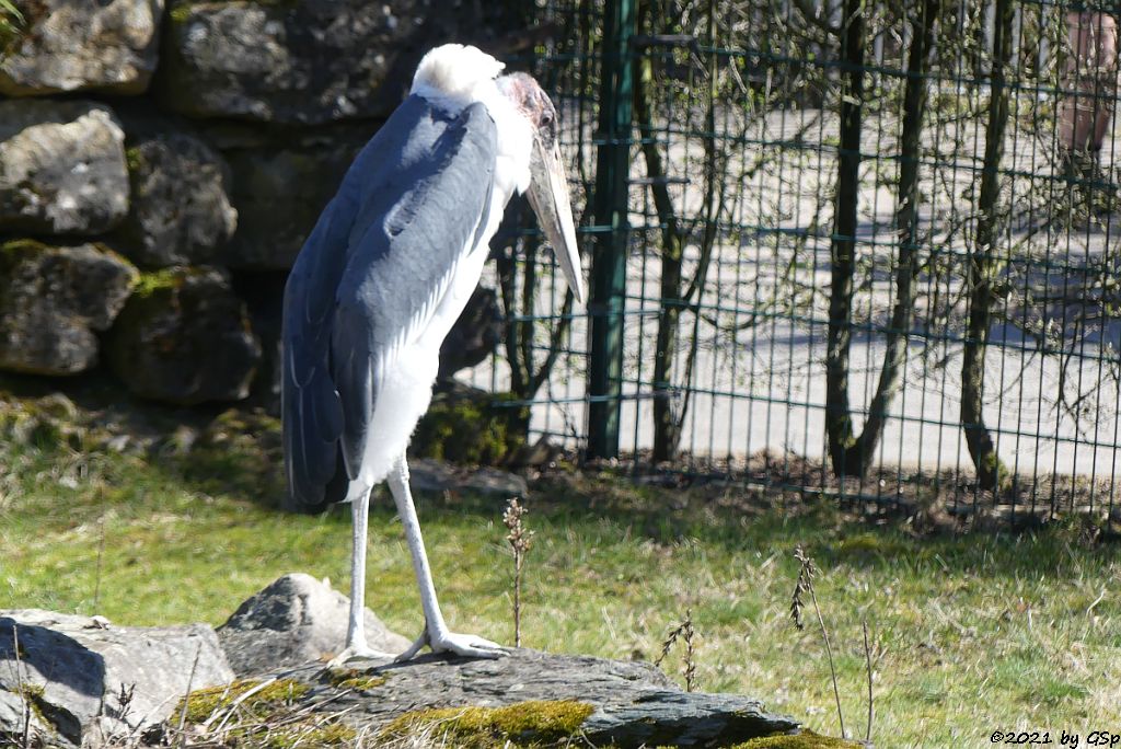 Marabu (Afrikanischer Marabu)