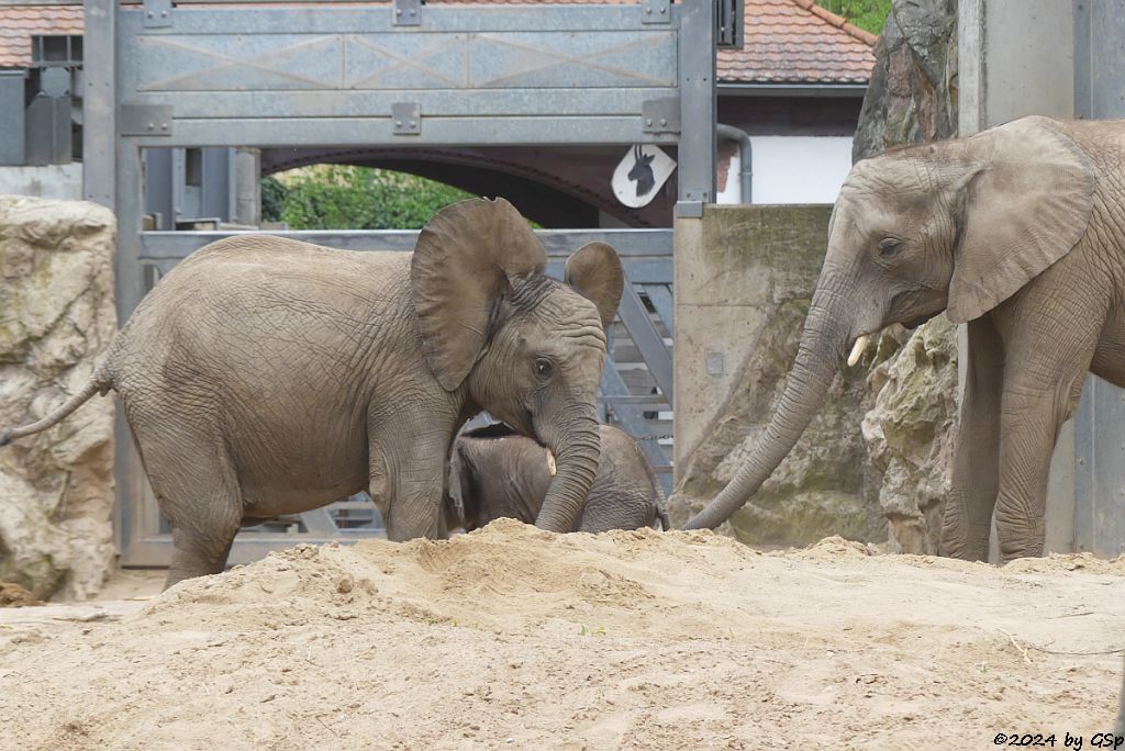 Elefanten Zoo Halle: ELANI, SIMON, TAMIKA