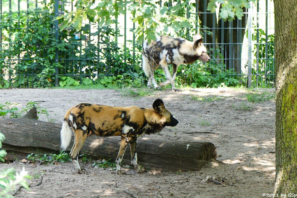 Afrikanischer Wildhund (Hyänenhund, Picassohund)