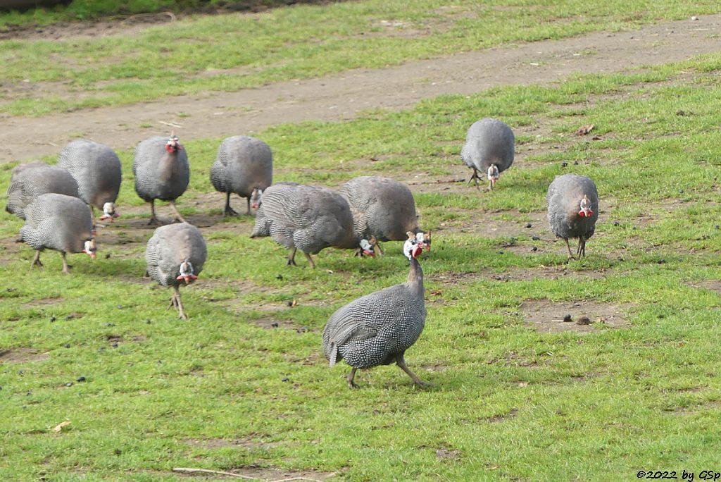 Helmperlhuhn
