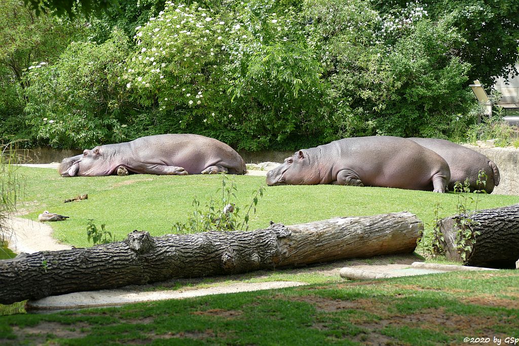 Flusspferd (Großflusspferd, Nilpferd, Hippopotamus)