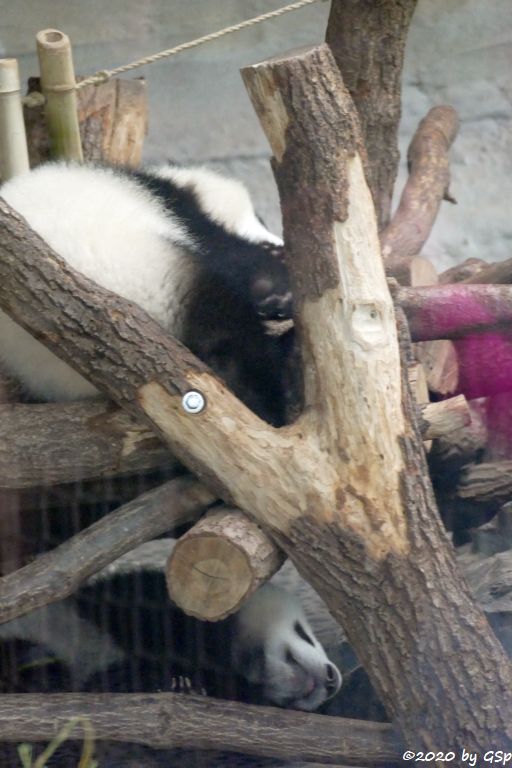 Großer Panda (Riesenpanda, Bambusbär) PIT und PAULE