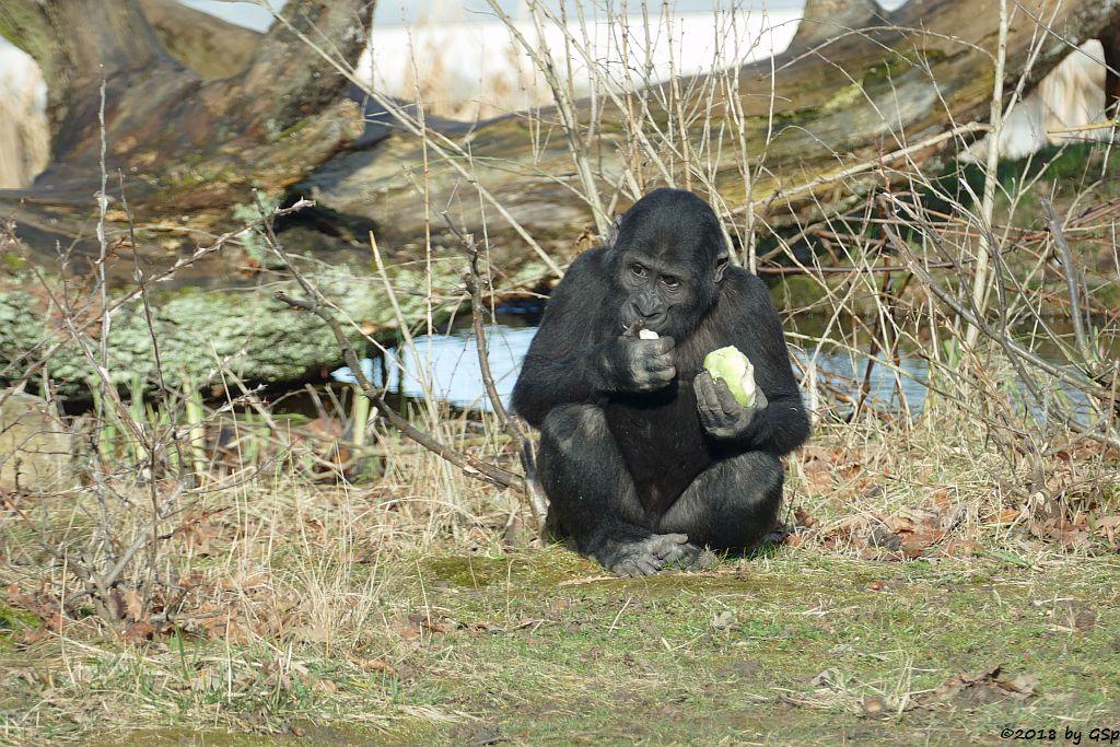 Flachlandgorilla