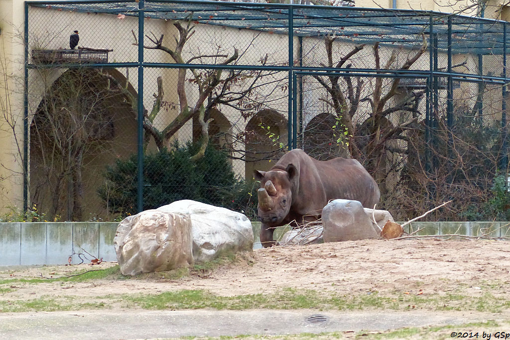 Spitzmaulnashorn TSORORO