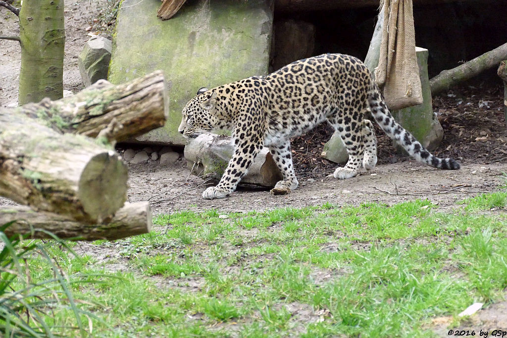 Nordpersischer Leopard (Afghanischer Leopard)